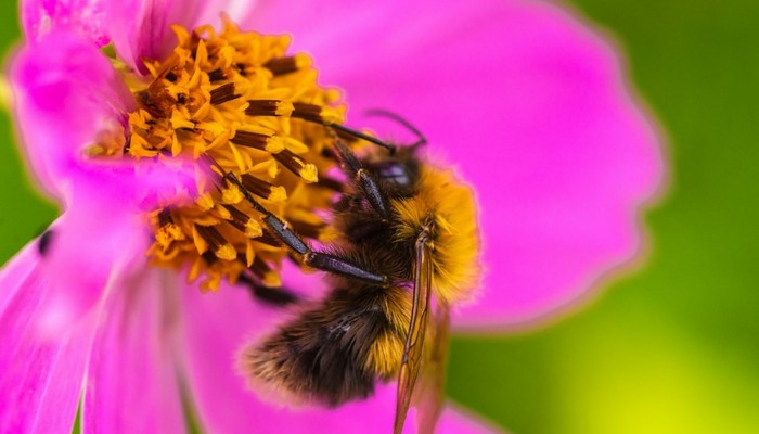 pszczoła w trakcie zapylania kwiatu