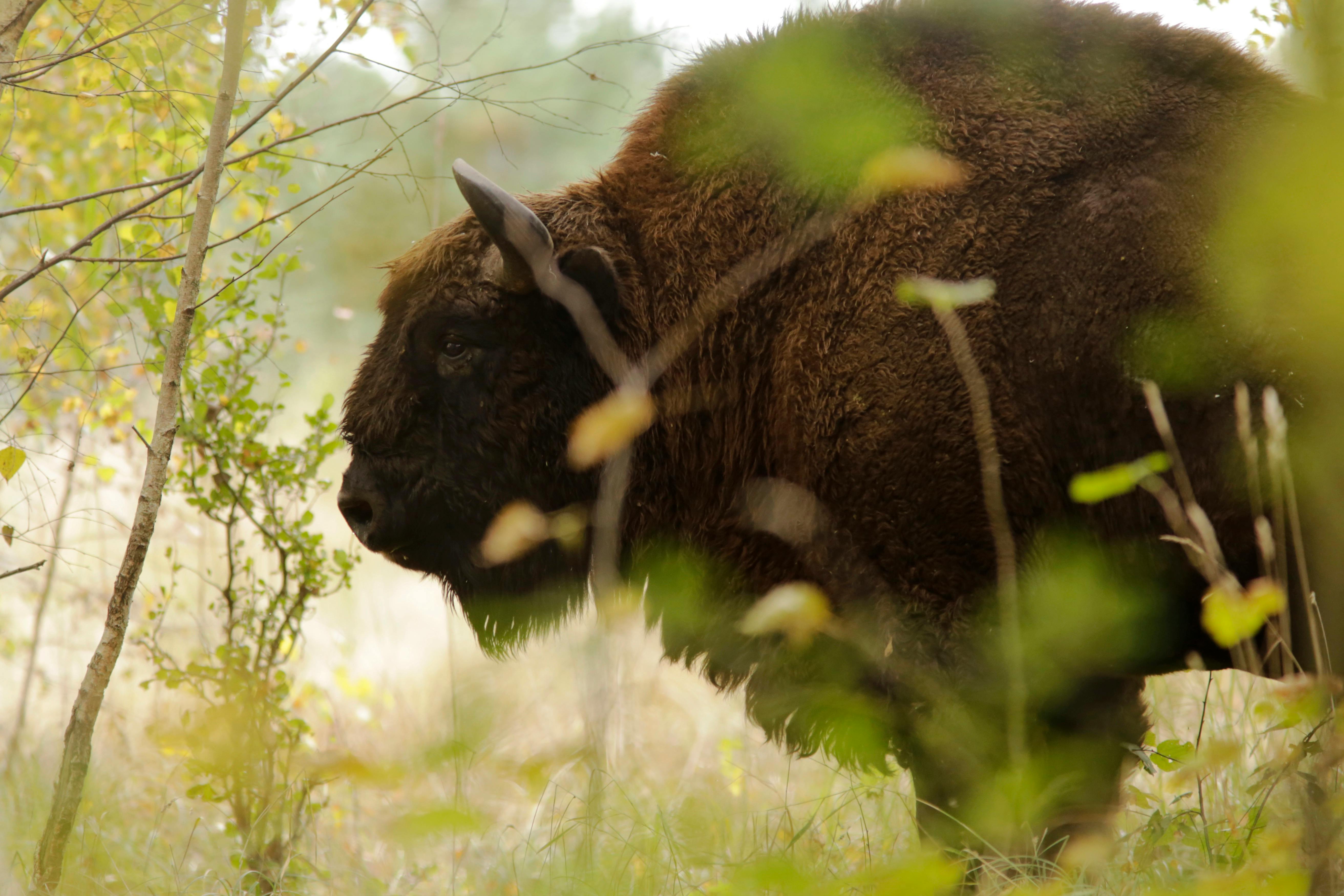 Puszcza Białowieska – unikalny skarb natury. Rusza kampania edukacyjna IOP-PAN