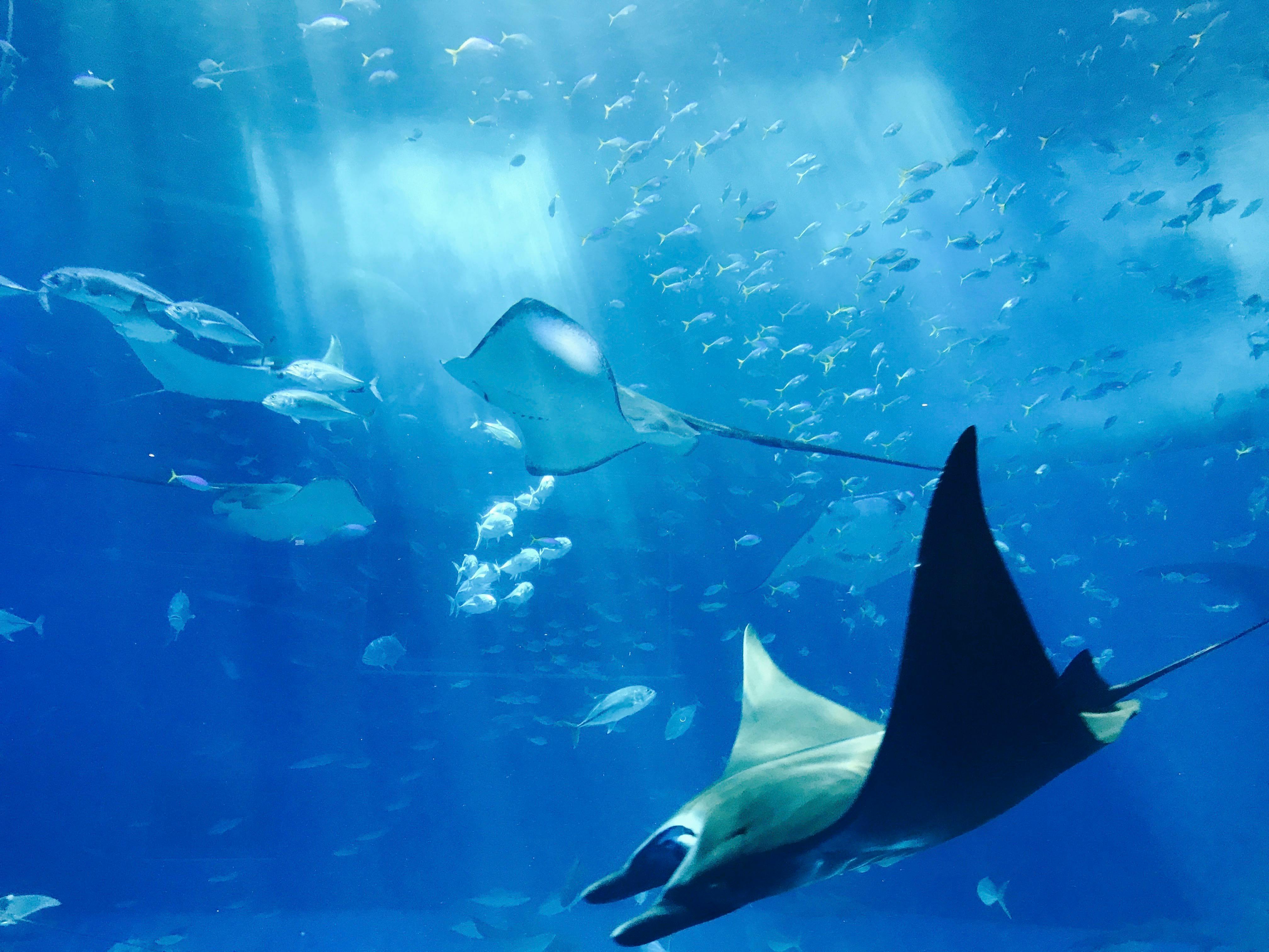 Naukowcy alarmują: przełowienie zagraża oceanom!