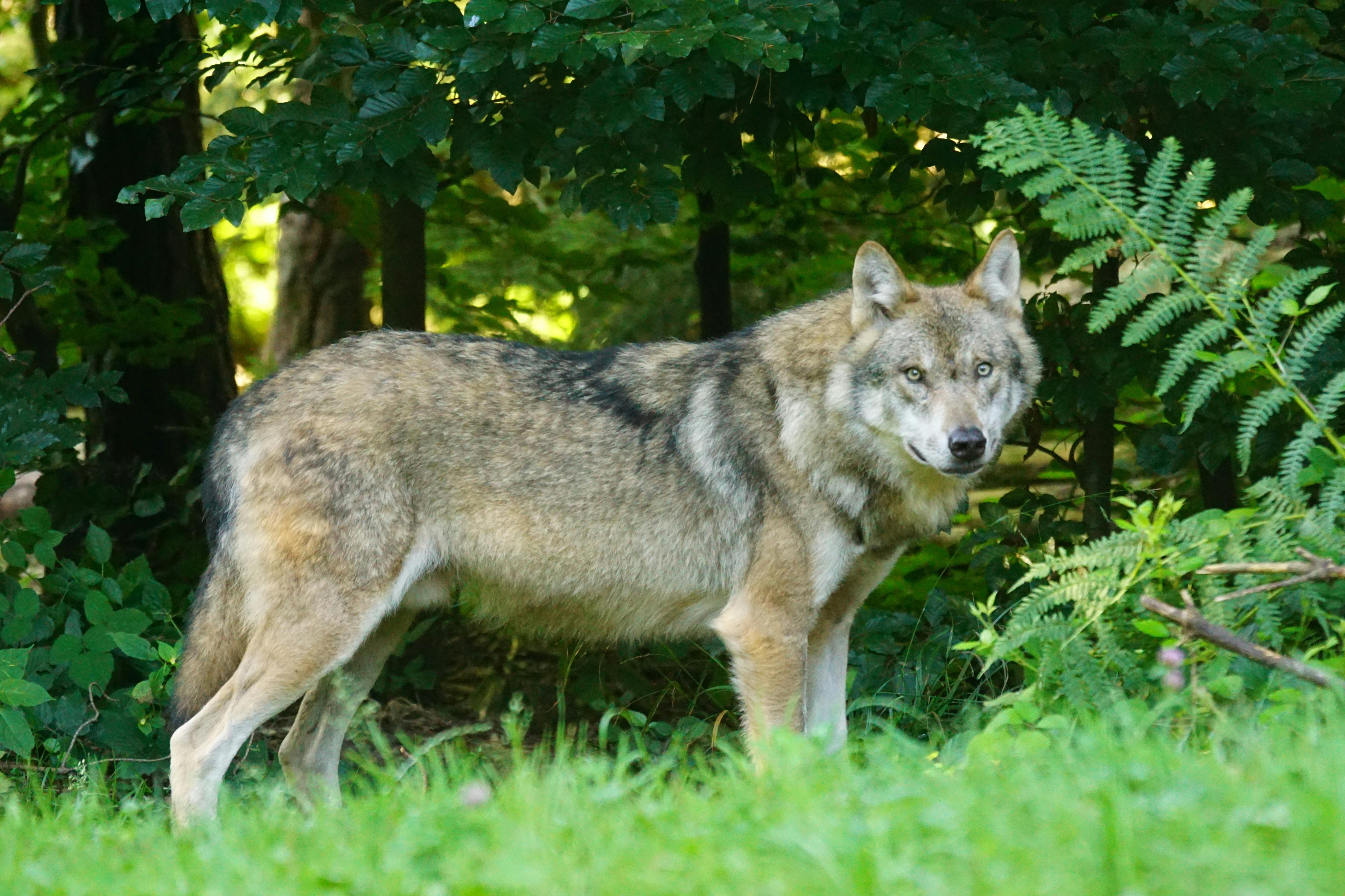 Jak postępować z dzikimi zwierzętami? Humane World for Animals Europe szkoli policję i prokuraturę